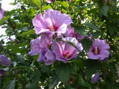 Hibiscus