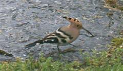 Hoopoe