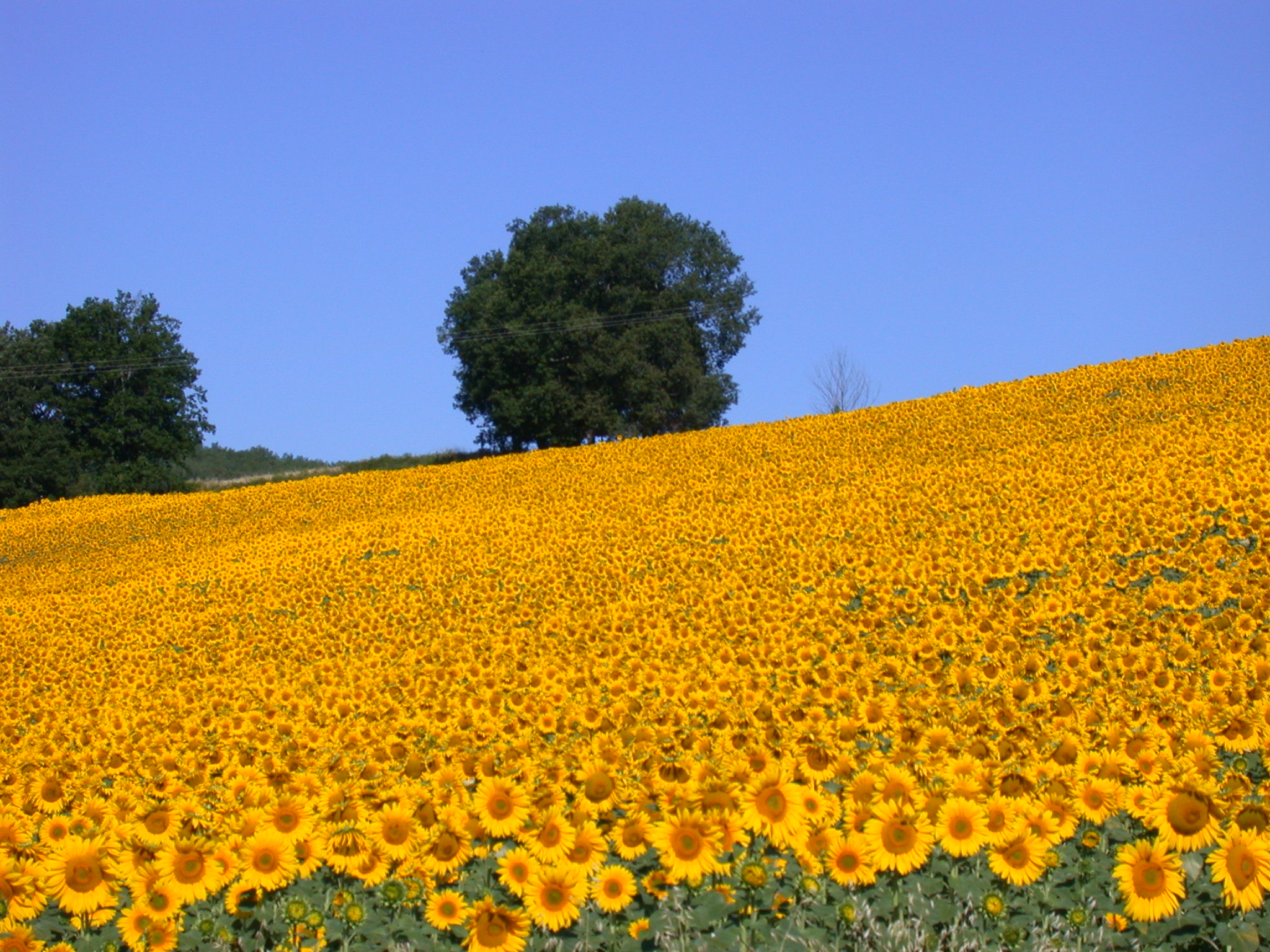 tournesols